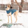 GF Pet Insulated Raincoat